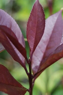 Apricot Echo Tea Olive (Osmanthus Fragrans Aurantiacus) - 7 Gallon Pot (3-4') -Garden Plants shop Tea Olive Apricot Echo 4