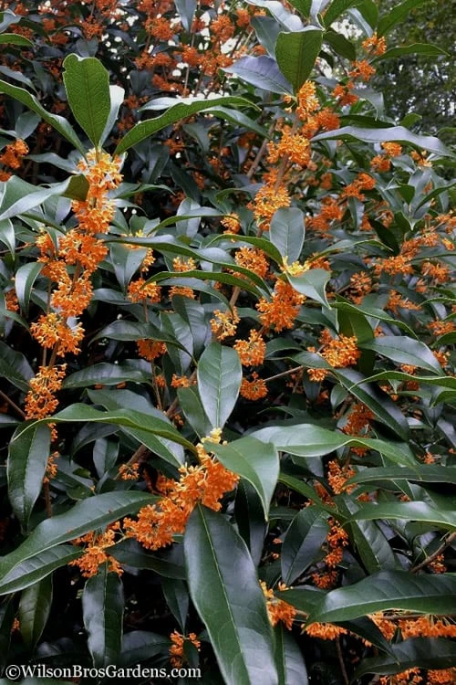 Fragrant Orange Tea Olive - Osmanthus fragrans aurantiacus - 7 Gallon Pot (3-4') Fragrant Orange Tea Olive - Osmanthus Fragrans Aurantiacus - 7 Gallon Pot (3-4') -Garden Plants shop Tea Olive Orange 102