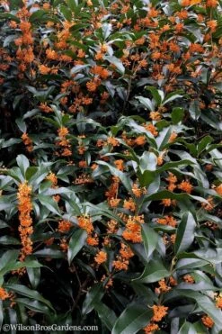 Fragrant Orange Tea Olive - Osmanthus Fragrans Aurantiacus - 7 Gallon Pot (3-4') 6 Fragrant Orange Tea Olive - Osmanthus Fragrans Aurantiacus - 7 Gallon Pot (3-4') -Garden Plants shop Tea Olive Orange 103