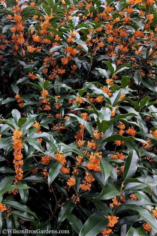 Fragrant Orange Tea Olive - Osmanthus fragrans aurantiacus - 7 Gallon Pot (3-4') Fragrant Orange Tea Olive - Osmanthus Fragrans Aurantiacus - 7 Gallon Pot (3-4') -Garden Plants shop Tea Olive Orange 103