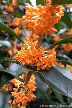 Fragrant Orange Tea Olive - Osmanthus Fragrans Aurantiacus - 7 Gallon Pot (3-4') 4 Fragrant Orange Tea Olive - Osmanthus Fragrans Aurantiacus - 7 Gallon Pot (3-4') -Garden Plants shop Tea Olive Orange 104