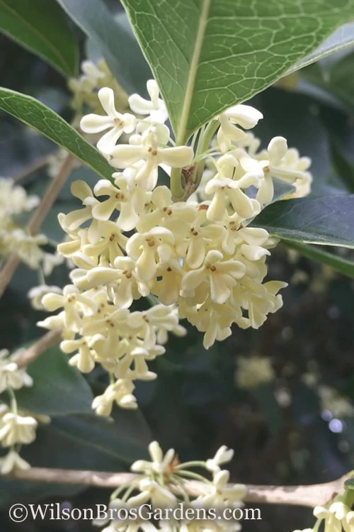 Fragrant White Tea Olive - 6 Pack of 1 Gallon Pots Fragrant White Tea Olive - 6 Pack Of 1 Gallon Pots -Garden Plants shop Tea Olive White Flowers Osmanthus Fragrans 500x750 1