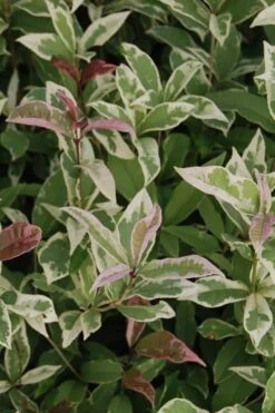 Pink Flush Variegated Tea Olive (Osmanthus Fragrans 'Yinbi Shuanghui') - 6 Pack Of Quart Pots -Garden Plants shop Tea Olive Yinbi Shuanghui Variegated 2