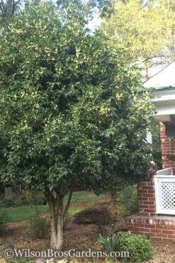 Fragrant White Tea Olive - 6 Pack Of 1 Gallon Pots 3 Fragrant White Tea Olive - 6 Pack Of 1 Gallon Pots -Garden Plants shop Teav Olive White Osmanthus Fragrans 500x750 1