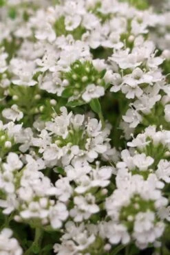 White Creeping Thyme (Thymus Praecox 'Albiflorus') 10 Pack Of Pint Pots -Garden Plants shop Thyme Creeping White 3 1