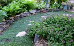 Elfin Creeping Thyme (Thymus Serpyllum 'Elfin') - 5 Pack Of Quart Pots 3 Elfin Creeping Thyme (Thymus Serpyllum 'Elfin') - 5 Pack Of Quart Pots -Garden Plants shop Thyme Elfin 10 3