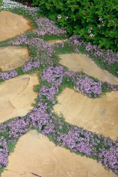 Elfin Creeping Thyme (Thymus serpyllum 'Elfin') - 5 Pack of Quart Pots Elfin Creeping Thyme (Thymus Serpyllum 'Elfin') - 5 Pack Of Quart Pots -Garden Plants shop Thyme Elfin 15 3