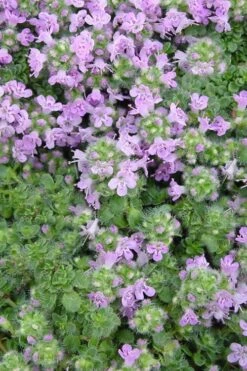 Elfin Creeping Thyme - Thymus Serpyllum Elfin - 3 Pack Of Pint Pots 5 Elfin Creeping Thyme - Thymus Serpyllum Elfin - 3 Pack Of Pint Pots -Garden Plants shop Thyme Elfin BS