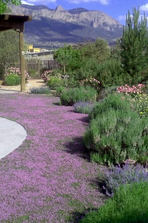 Pink Chintz Thyme - Thymus serpyllum - 6 Pack of Pint Pots Pink Chintz Thyme - Thymus Serpyllum - 6 Pack Of Pint Pots -Garden Plants shop Thyme Pink Chintz 4 3