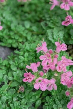 Pink Chintz Thyme - Thymus Serpyllum - 6 Pack Of Pint Pots 5 Pink Chintz Thyme - Thymus Serpyllum - 6 Pack Of Pint Pots -Garden Plants shop Thyme Pink Chintz 5 3