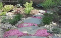 Creeping Mother Of Thyme (Thymus Serpyllum) - 5 Pack Of Quart Pots -Garden Plants shop Thyme Pink Chintz 8 1