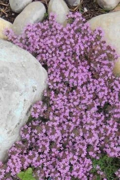 Pink Chintz Thyme - Thymus Serpyllum - 5 Pack Of Quart Pots -Garden Plants shop Thyme Red Creeping 12 4