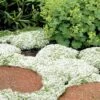 White Creeping Thyme (Thymus Praecox 'Albiflorus') 10 Pack Of Pint Pots