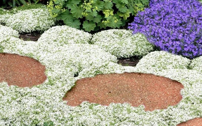 White Creeping Thyme (Thymus praecox 'Albiflorus') - 6 Pack of Pint Pots White Creeping Thyme (Thymus Praecox 'Albiflorus') - 6 Pack Of Pint Pots -Garden Plants shop Thyme White Creeping 5 2