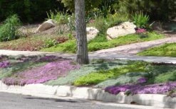 Woolly Creeping Thyme (Thymus Lanuginosis) - 6 Pack Of Pint Pots -Garden Plants shop Thymus mixture 1 1