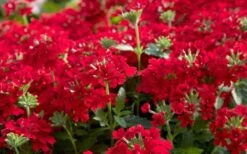 EnduraScape Red Verbena - 5 Pack Of Quart Pots -Garden Plants shop Verbena EnduraScape Red