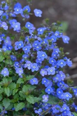 Georgia Blue Veronica Umbrosa - 1 Gallon Pot -Garden Plants shop Veronica Georgia Blue 500x750 1