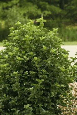 All That Glows Arrowwood Viburnum - 2 Gallon Pot -Garden Plants shop Viburnum All That Glows 1
