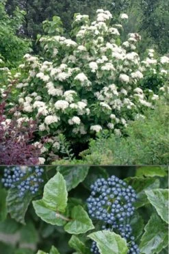 All That Glows Arrowwood Viburnum - 2 Gallon Pot -Garden Plants shop Viburnum All That Glows 4