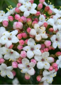 Burkwood Fragrant Viburnum - 3 Gallon Pot -Garden Plants shop Viburnum Burkwood 11
