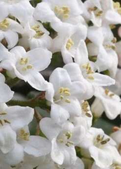 Burkwood Fragrant Viburnum - 3 Gallon Pot -Garden Plants shop Viburnum Burkwood 2