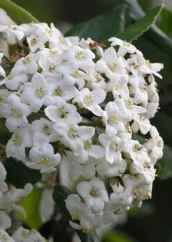 Burkwood Fragrant Viburnum - 3 Gallon Pot -Garden Plants shop Viburnum Burkwood 3