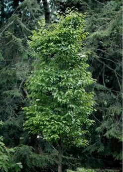 Burkwood Fragrant Viburnum - 3 Gallon Pot -Garden Plants shop Viburnum Burkwood 7