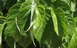 Chicago Luster Arrowwood Viburnum - 1 Gallon Pot -Garden Plants shop Viburnum Chicago Luster 1 1