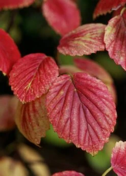 Chicago Luster Arrowwood Viburnum - 3 Gallon Pot -Garden Plants shop Viburnum Chicago Luster 4