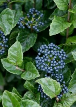 All That Glows Arrowwood Viburnum - 2 Gallon Pot -Garden Plants shop Viburnum Chicago Luster 5