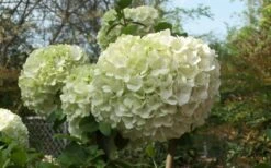 Chinese Snowball Viburnum Bush - 6 Pack Of 1 Gallon Pots -Garden Plants shop Viburnum Chinese Snowball Bloom Green 2