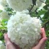 Chinese Snowball Viburnum Bush - 7 Gallon Pot (2-3')
