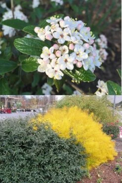 Dwarf Evergreen Snowball Viburnum 'Conoy' - 3 Gallon Pot -Garden Plants shop Viburnum Conoy 7
