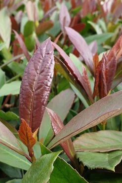 Coppertop Sweet Viburnum - 3 Gallon Pot -Garden Plants shop Viburnum Coppertop 3
