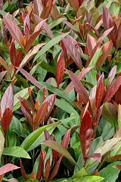 Coppertop Sweet Viburnum - 2 Gallon Pot Coppertop Sweet Viburnum - 2 Gallon Pot -Garden Plants shop Viburnum Coppertop 4 1