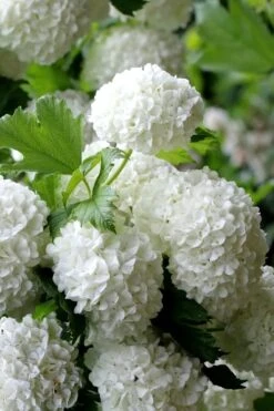 European Snowball Viburnum Bush - 3 Gallon Pot -Garden Plants shop Viburnum European Snowball 5
