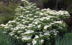 Mariesii Doublefile Viburnum - 3 Gallon Pot 3 Mariesii Doublefile Viburnum - 3 Gallon Pot -Garden Plants shop Viburnum Mariesii 1 1