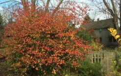 Fragrant Mohawk Viburnum Burkwoodi - 1 Gallon Pot 5 Fragrant Mohawk Viburnum Burkwoodi - 1 Gallon Pot -Garden Plants shop Viburnum Mohawk 10