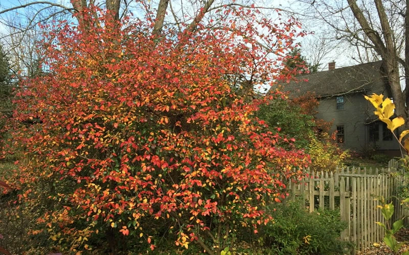 Fragrant Mohawk Viburnum burkwoodi - 1 Gallon Pot Fragrant Mohawk Viburnum Burkwoodi - 1 Gallon Pot -Garden Plants shop Viburnum Mohawk 10