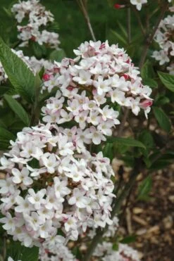 Fragrant Mohawk Viburnum Burkwoodi - 1 Gallon Pot 6 Fragrant Mohawk Viburnum Burkwoodi - 1 Gallon Pot -Garden Plants shop Viburnum Mohawk 4
