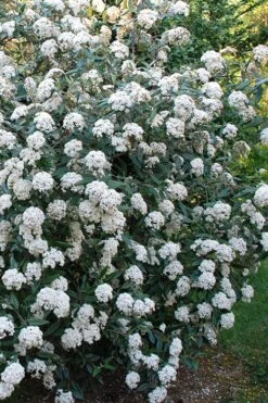Fragrant Mohawk Viburnum Burkwoodi - 1 Gallon Pot 4 Fragrant Mohawk Viburnum Burkwoodi - 1 Gallon Pot -Garden Plants shop Viburnum Mohawk 5