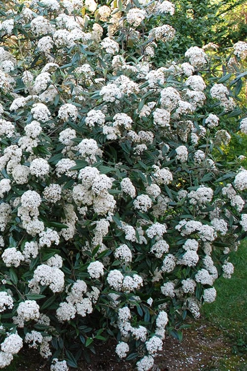 Fragrant Mohawk Viburnum burkwoodi - 1 Gallon Pot Fragrant Mohawk Viburnum Burkwoodi - 1 Gallon Pot -Garden Plants shop Viburnum Mohawk 5
