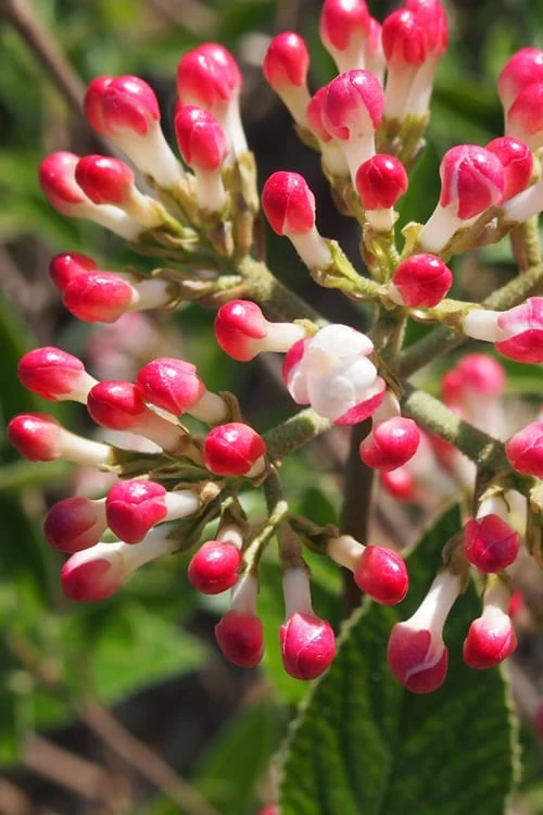 Fragrant Mohawk Viburnum burkwoodi - 1 Gallon Pot Fragrant Mohawk Viburnum Burkwoodi - 1 Gallon Pot -Garden Plants shop Viburnum Mohawk 6