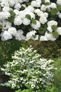 Popcorn Snowball Viburnum Bush - 3 Gallon Pot -Garden Plants shop Viburnum Popcorn 2 500x750 2