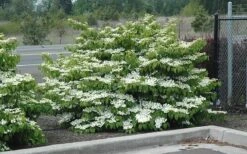 Shasta Doublefile Viburnum - 3 Gallon Pot -Garden Plants shop Viburnum Shasta 8