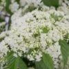 Snow Joey Viburnum - 3 Gallon Pot
