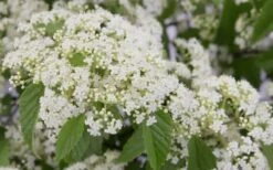 Snow Joey Viburnum - 2 Gallon Pot -Garden Plants shop Viburnum Snow Joey 2 1