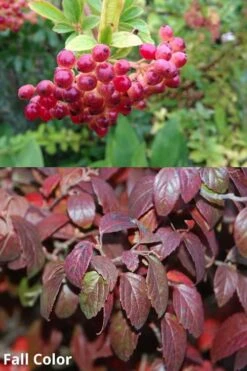 Snow Joey Viburnum - 3 Gallon Pot -Garden Plants shop Viburnum Snow Joey 5