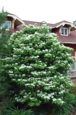 Summer Snowflake Viburnum - 1 Gallon Pot -Garden Plants shop Viburnum Summer Snowflake 20 1