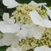 Summer Snowflake Viburnum - 3 Gallon Pot